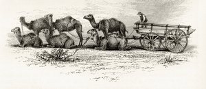 Kamele zum Transport von Materialien durch die Wüste in Australien, ca. 1880, aus 